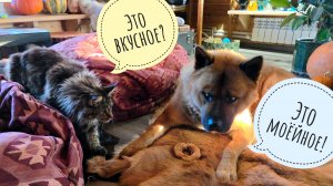 Пёс Кубик напросился в гости к кошке Морошке и пожадничал делиться пончиком. Жадина-собачина!