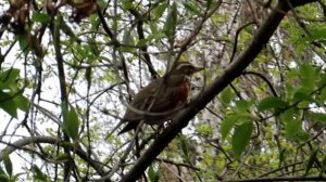 Пение дрозда-рябинника