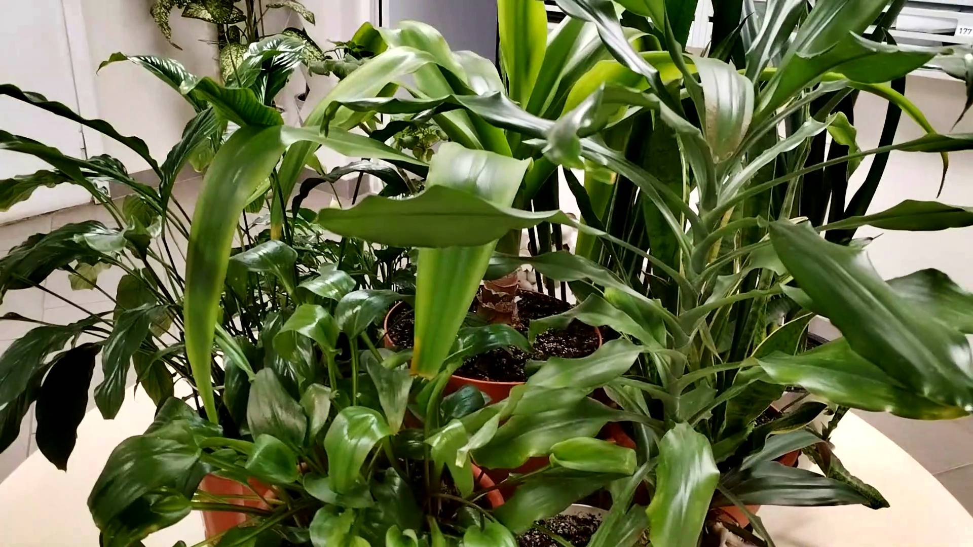 А У ВАС ЕСТЬ ЦВЕТЫ В ПОДЪЕЗДЕ??? смотреть онлайн