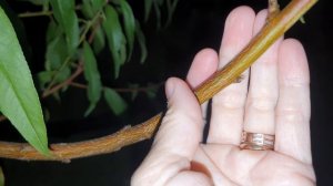 Формировка персика