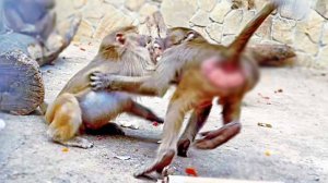 НЕ вся КУСАЧАЯ энергия Степана направлена в мирое русло! Но он не он - НАПАЛ на Маню! Гамадрилы