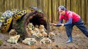Сбор лягушек для продажи на сельском рынке. Злой гигантский питон. Тиеу Тхань. Жизнь во Вьетнаме