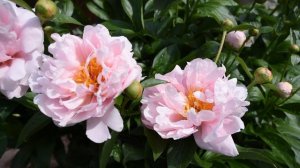 Пион Pink Vanguard