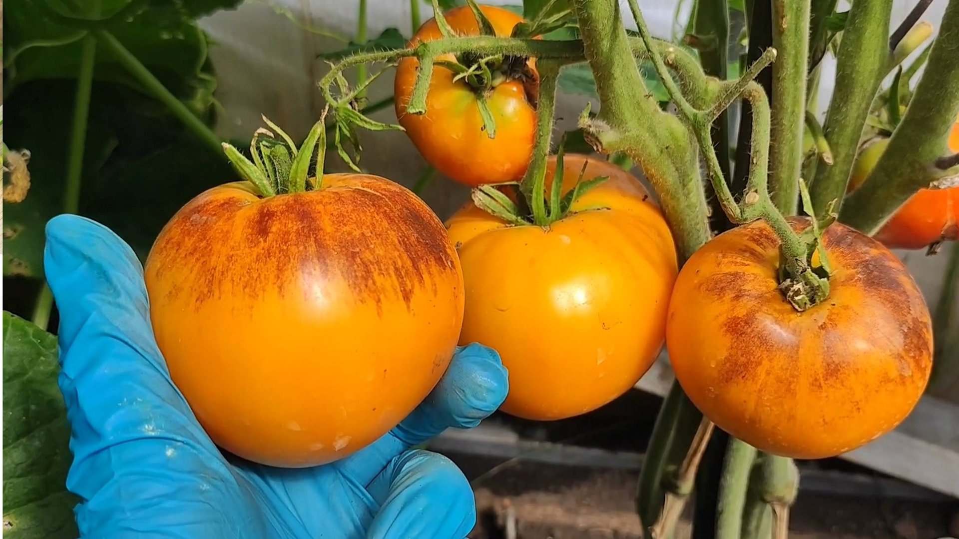 Томаты лучшие из лучших, выбрала лучшие сорта томатов на 2026 год смотреть онлайн