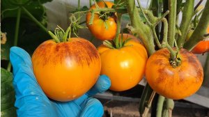Томаты лучшие из лучших, выбрала лучшие сорта томатов на 2026 год