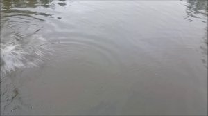 Многочисленные поимки форели в верхних горизонтах. Рыбалка на спорт-зоне в Клёвом месте лосиный остр