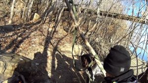 #Охота на утку в Новосибирской области с #сыном,# Дратхаар