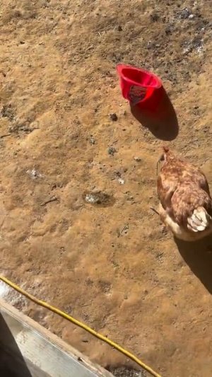 Курица ловит мышей