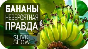 Невероятная правда о бананах [SLIVKI SHOW]