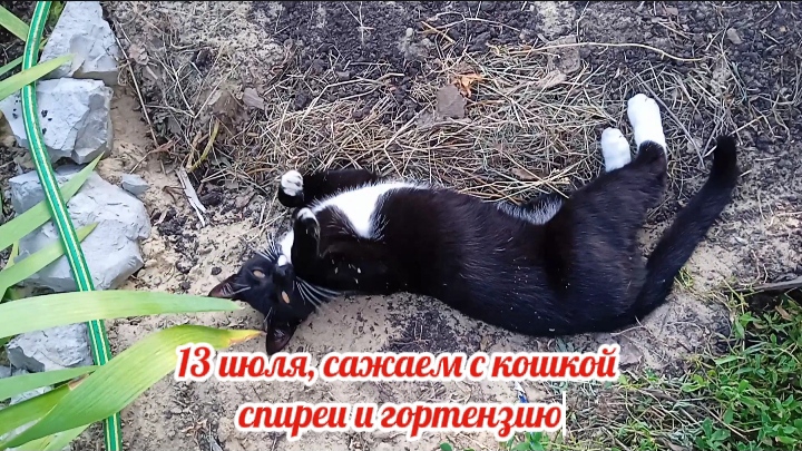 Как мы с кошкой сажали в саду спиреи и гортензию смотреть онлайн