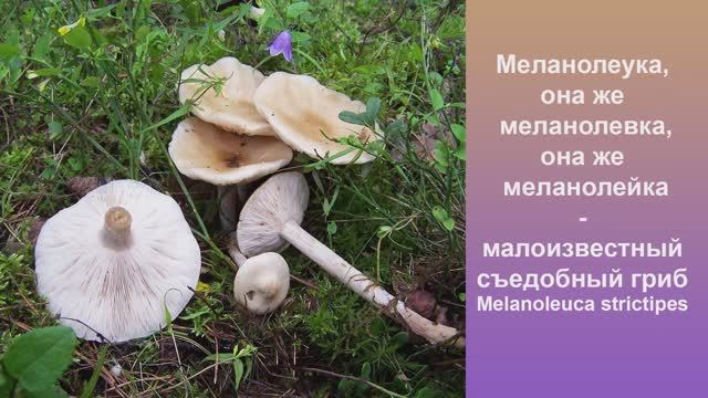 Меланолевка, она же меланолеука, она же меланолейка - съедобный гриб Melanoleuca strictipes. смотреть онлайн