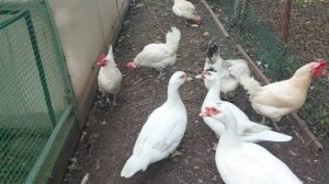 Распрощались, прослезились. Дома делаю дела.