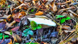 СИНИЕ НОЖКИ РАСТУТ В ЭТИХ МЕСТАХ! Сбор грибов в октябре