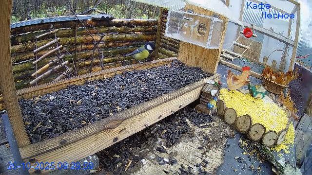 🔴24/7 Кормушка в лесу онлайн "Кафе Лесное" #Relaxing #природа #звуки леса #октябрь смотреть онлайн