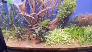 Победа над водорослями