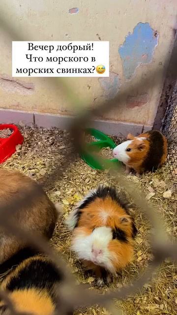 ???🤭 смотреть онлайн