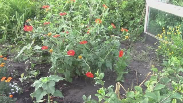 ЗАСУХОУСТОЙЧИВЫЕ Однолетники. ТИТОНИЯ . Яркое Чудо смотреть онлайн