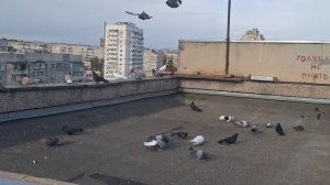 1000105905.mp4 Голуби И. Т.Луганск