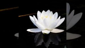 13."Пинкере" сказка Инны Филимоновой