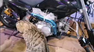 Распаковка моего нового питбайка! ORION APOLLO ATV 125