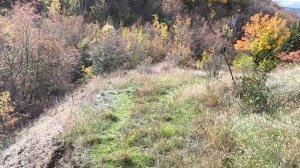 Сажайте лесосады!