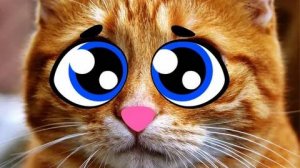 СМЕШНЫЕ КОТЫ,  ЛУЧШИЕ ПРИКОЛЫ С КОТАМИ, КОШКИ, ЖИВОТНЫЕ