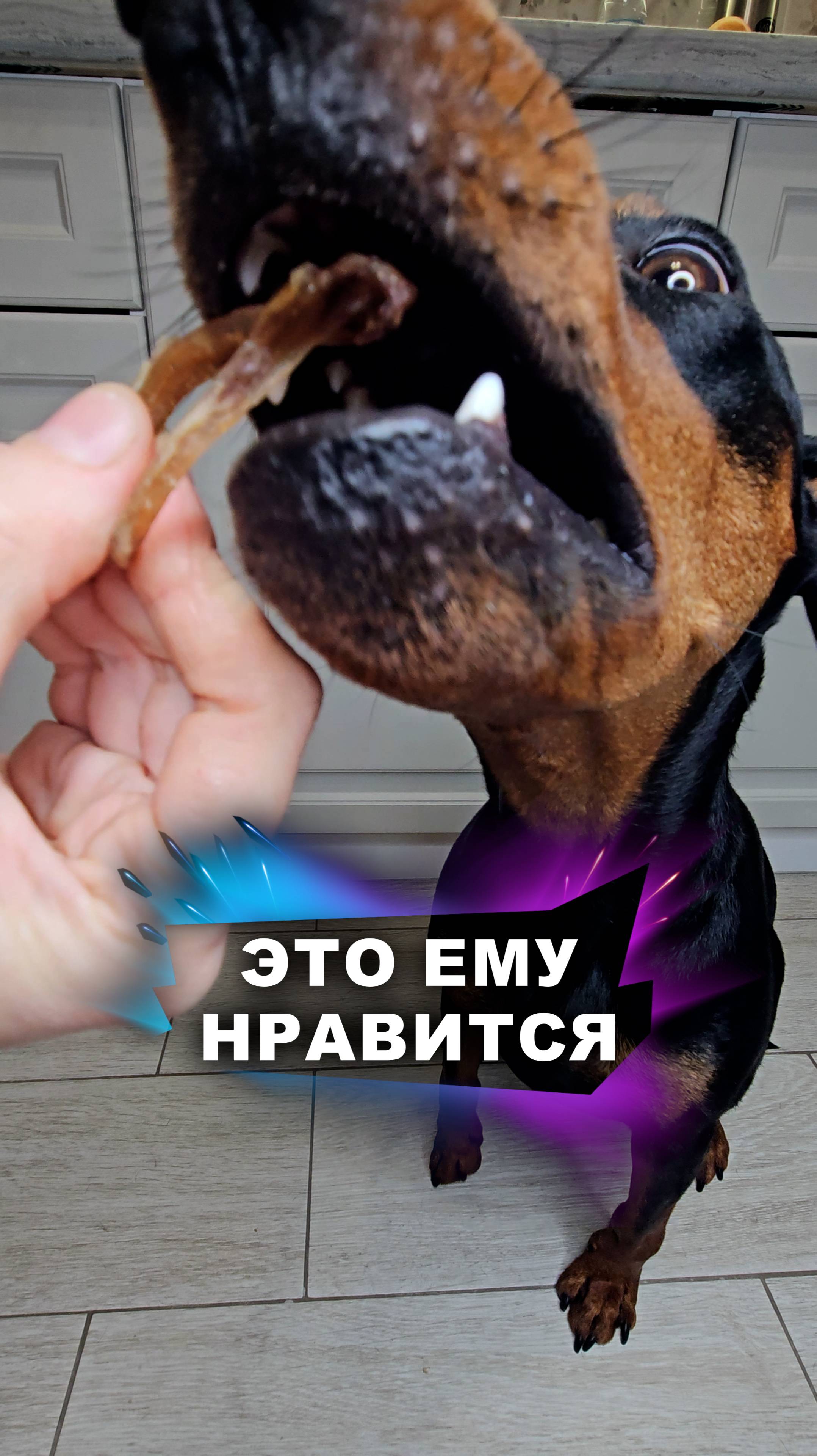 Дегустация удалась #животные смотреть онлайн