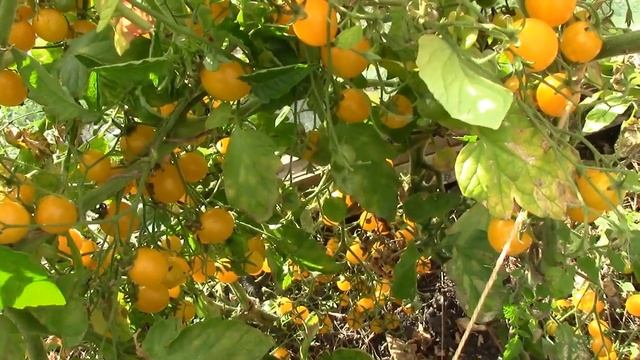 Лучшие, Проверенные сорта Помидоров Оранжевый Коктейль смотреть онлайн