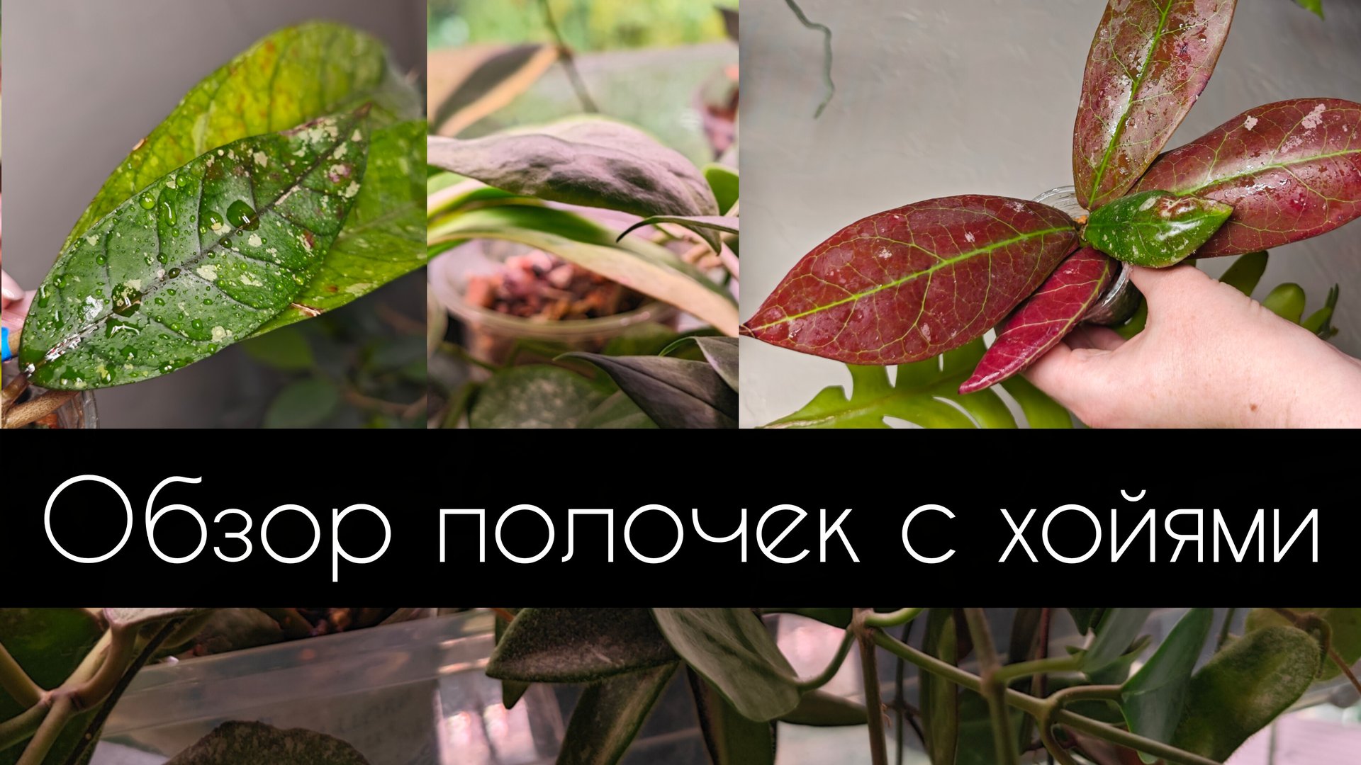 обзор полочки с хойями смотреть онлайн