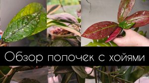 обзор полочки с хойями