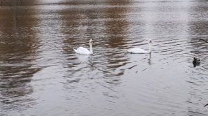 Видеосъёмка 4K 60p на Vivo X200 FE