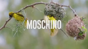 Показ коллекции Moschino весна-лето 2026