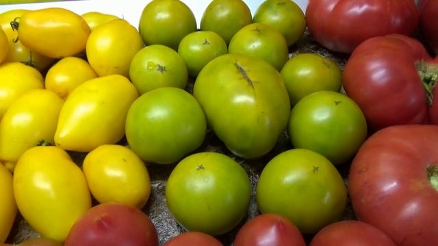 Томатный Гном Нефритовая красота. Новинка 2023 года. Полный обзор сорта и дегустация. смотреть онлайн