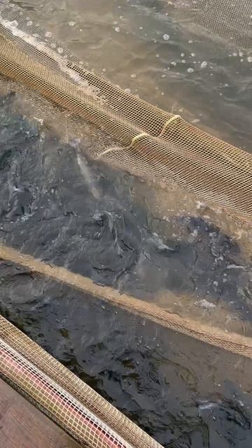 Запуск форели 85кг смотреть онлайн