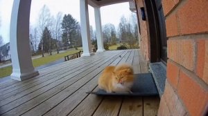 Кота сдуло сильным ветром в Sora