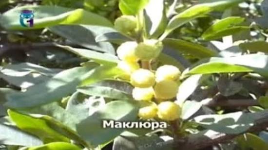 Маклюра (Маклюра оранжевая)