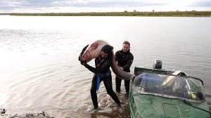 Огромные Сомы и Судаки на реке Белая в Башкирии. Фестиваль подводной охоты «Закрытие сезона 2025»….
