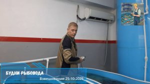 Будни рыбовода. Взвешивание форели 25 октября 2025 года. Отличный результат!