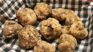 Сокровище под землей: на Кубани нашли деликатесный белый трюфель