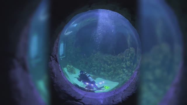 Погружение в океанариуме Крокус Сити | Подводный мир рядом с Москвой смотреть онлайн