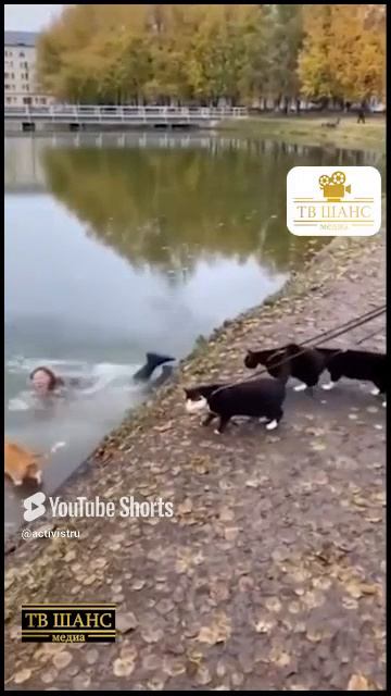 Пипец... обидно... #собачки #собачьяжизнь #собака #четвероногие #друзья #животные смотреть онлайн