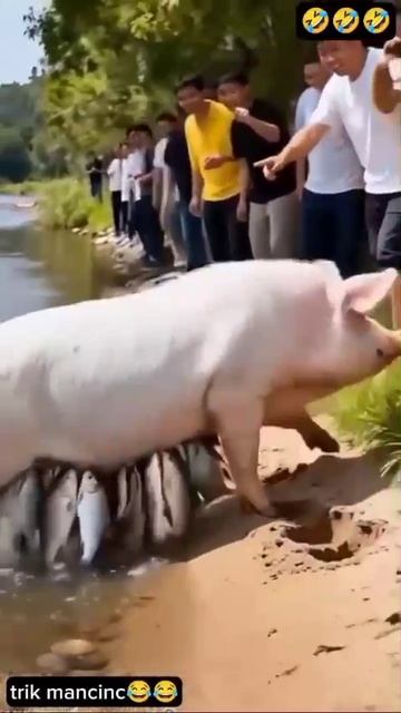рыбалка на свинью 😂 смотреть онлайн