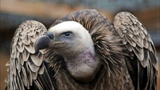 Гриф. Голоса птиц. Какие звуки издает Гриф