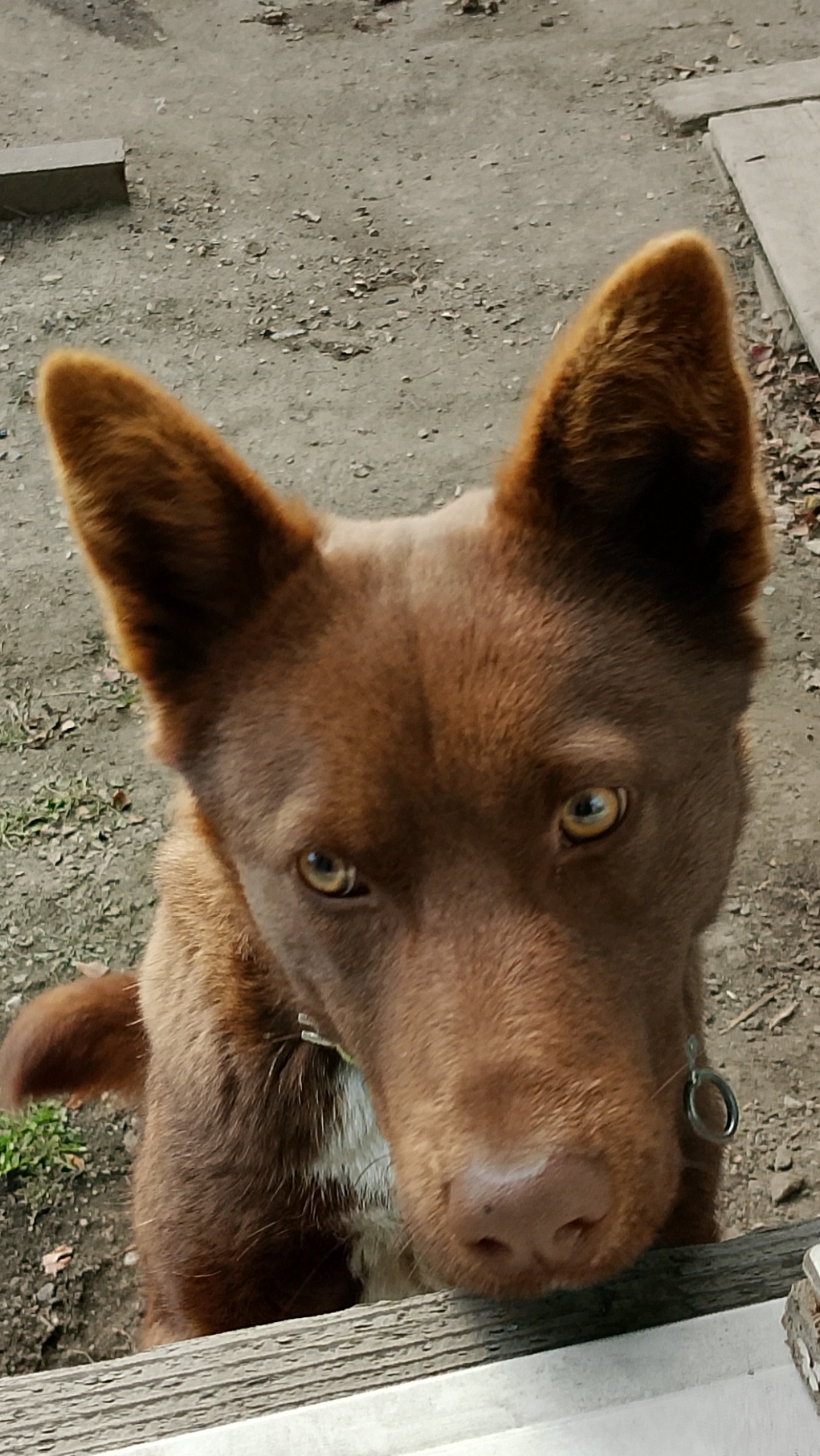 Свободу Мишкам! 😁🐕#собака #животные #смешное #смехпродлеваетжизнь #пёс смотреть онлайн