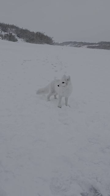Наглая пушистая морда смотреть онлайн