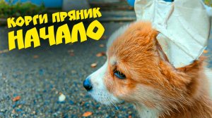 КОРГИ ПРЯНИК! НАЧАЛО. ПЕРВАЯ ПРОГУЛКА с КОРЖИКОМ!!