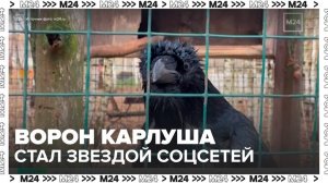 Говорящий ворон Карлуша стал звездой соцсетей и кино - Москва 24