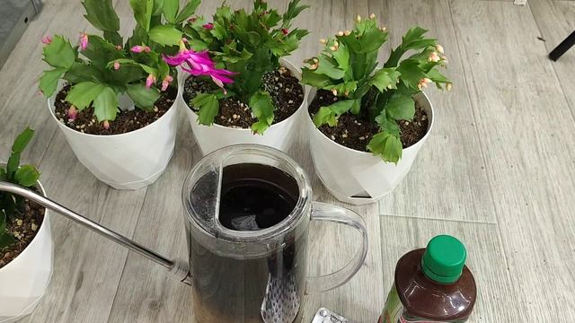 Поливаю Декабрист и любой цветок сразу выдает много бутонов смотреть онлайн