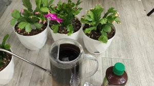 Поливаю Декабрист и любой цветок сразу выдает много бутонов