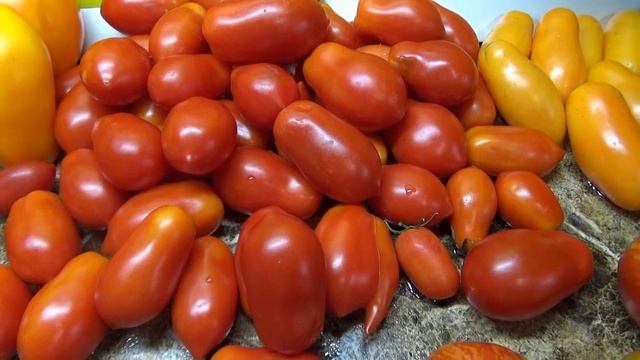 Уникальный итальянский томат Борге Челано, который совсем не гниет! Обзор сорта и дегустация. смотреть онлайн